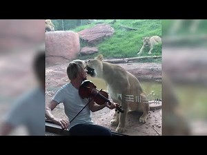 Irate lioness leaps at zoo glass as violinist attempts to serenade her