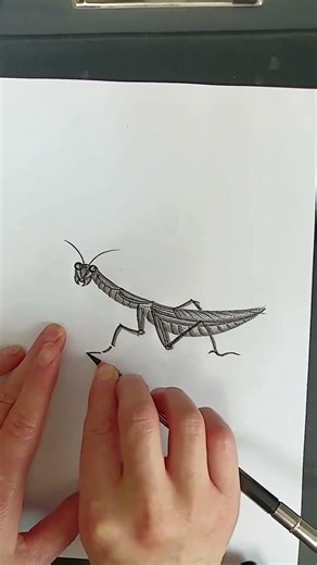 The BEST Way to Draw a REALISTIC Praying Mantis #drawing #art #sketch #insectdrawing