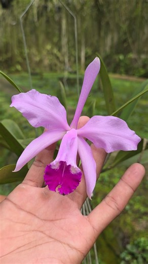 Ade Andriyani on Instagram: "Cattleya Claradiana It is an orchid hybrid originated by Lager/Hurrell in 1899. It is a cross of C. intermedia x C. lueddemanniana. Has a fragrant, lavender flowers with a dark purple lip and white splashes. #orchidlovers #orchids #anggrek #cattleya #orquideas #nursery #garden #hobby #nature"