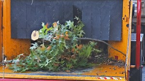 Wood chipper tree branches cut a trees wood chipper in a portable machine used for reducing trees into the back of a truck.