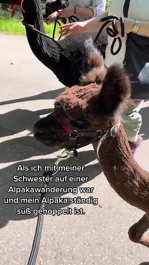 Neue Freunde für Hubi: Alpakawanderung im Schwarzwald