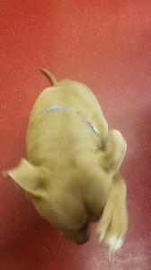 Come and meet Wesley! Animal number A221970 he is available for foster or adoption. Please call 520 509 3555 and ask to set up an appointment for a meet and greet! | Pinal County Animal Care and Control