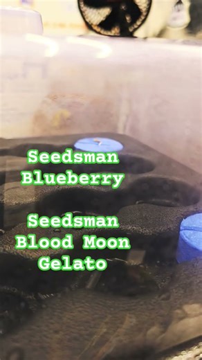 #Seedlings In A #OxyClone? Does It Work? 🤔 My First #DWC Grow! #joerogan #ai #educational #challenge