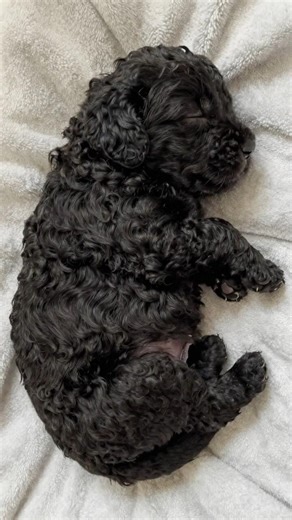 Retriever Puppies Growing Up — Part 2 🐶