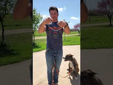 Intro to Obedience. Choke chain/walking