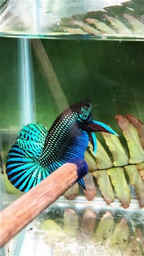 Catching and Show Betta Wild #betta