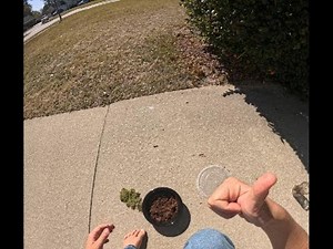 How to build a simple moss farm