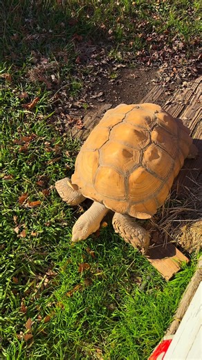 ☀️Sunny days in the park mean Shelly gets to graze on fresh grass and soak up the outdoors while it’s warm ☀️🌿 She was very happy to get a break from the rain! 🐢💚 | Mendocino Redwoods RV Resort