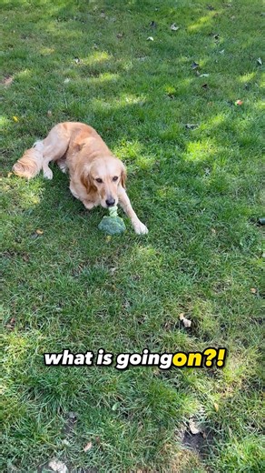 3.6K views · 171 reactions | How would your dog do? 﫣#doglover #dobermanpinscher | Moki The Dobie | Facebook