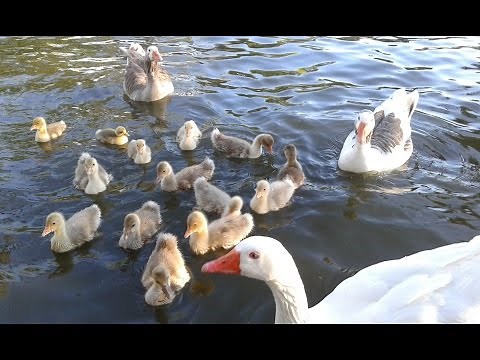 Patitos nadando Lindos PATITOS bebés ♥- cute ducklings