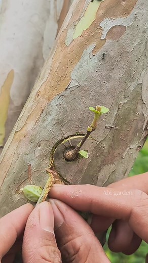 Unique way to graft guava tree #guavagrafting #guavatree #budgrafting #graftingtechniques #gardeningtips | Abi Garden