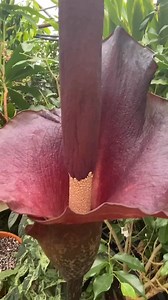 4K views · 217 reactions | Voodoo Lily is blooming today in our greenhouse. It looks amazing but smells disgusting! How delightful! | Logee's Tropical Plants | Facebook
