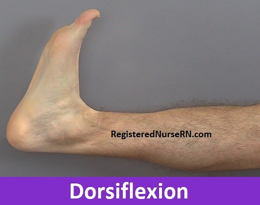 Dorsiflexion and Plantarflexion