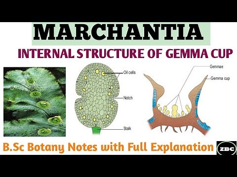 MARCHANTIA || Internal Structure of GEMMA CUP | B.sc Botany Notes with Full Explanation| ZBC