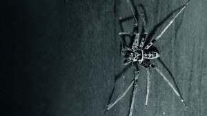 Real-Life Animal Horror Stories - Grunge