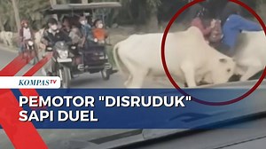 Berhenti Untuk Hindari Sapi Berduel, Pemotor Wanita Terseruduk Hingga Masuk Selokan! - Kompas TV