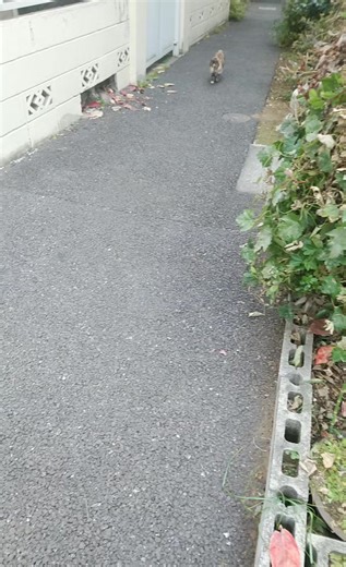 Mike snd Gon#cats#calico#tabby#japanese#bobtail | Victor Casale Artist | Facebook