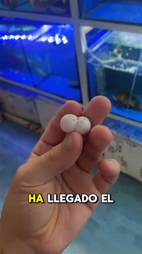 7M views · 251K reactions | Empiezan a nacer los primeros geckos gigantes de Madagascar. Son unos animales increíbles, estos reptiles de color verde fosforito son sin duda uno de los bebés más adorables que he visto nunca. ¿Quieres ver cómo nacen sus hermanos y su evolución? Déjamelo en comentarios. #fblifestyle | Braisclips | Facebook