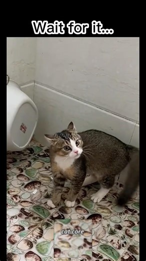 Wait For It...😂😂😂#shorts #cat #viral #fails