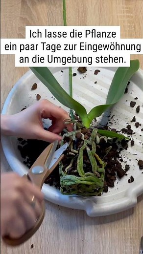 Umtopfen eine Orchidee ohne Vegetationspunkt #orhidee #orchid #orchiliebe #pflanzen