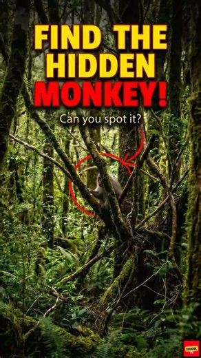 99% People Can't See The Hidden Monkey! 😱 #shorts #findthemonkey #hiddenanimal #camouflage #spotit