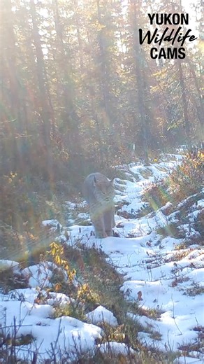 603K views · 23K reactions | Turn your sound up to listen to this vocalizing lynx. #yukonwildlife | Yukon Wildlife Cams | Facebook