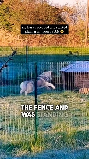 749K views · 10K reactions | This Dog is Best Friends with a Rabbit ❤️  (via ViralHog) #bestfriends #dogvideos #rabbit #dogs #bunny | Brennan Rogers | Facebook