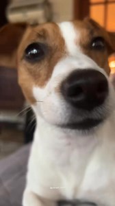 Vocalize. | Bacau Event