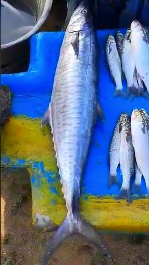 💥3kg Vanjaram Fish sale/Guess the rate?