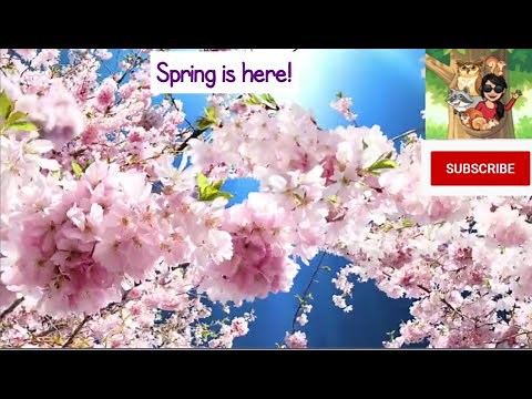 Spring and The Five Senses!