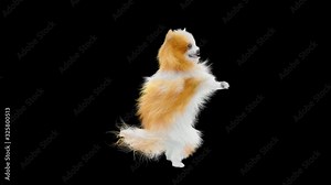 Dog Dance CG fur 3d rendering animal realistic composition, 3d mapping, cartoon, Animation Loop, With Alpha Channel