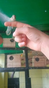 3K views · 86 reactions | Lovebird baby free fly | Bird Solution | Facebook