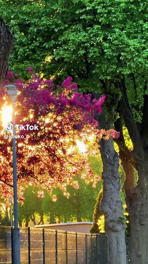 日落花树摄影：中国花树与日落景色