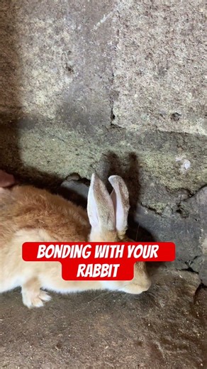 Bonding with your rabbits #shorts #viralshorts #rabbit #rabbitcare #rabbitbonding #rabbitfacts