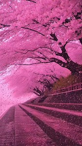 Japonya’da “Kiraz çiçeği sezonu” güzelliği böyle görüntülendi.