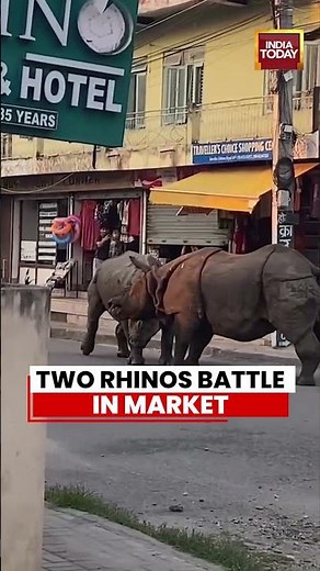 Viral Video: Fighting Rhinos Enter Village Area, People Flee in Fear | Nepal | Chitwan District