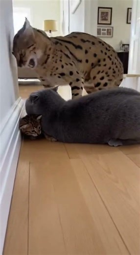 😱🐾 Bully Cat Frozen When Angry Mom Appears