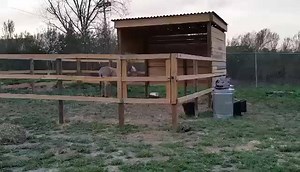 3K views · 320 reactions | Sebastian, meet Eddie. | Carolina Waterfowl Rescue | Facebook