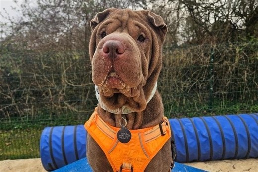 RSPCA urges Sussex residents to rescue dogs amid 'rehoming crisis'
