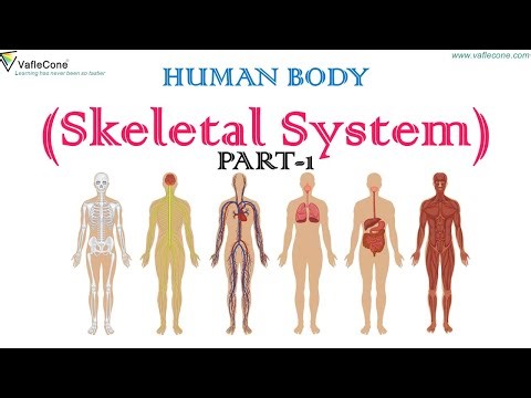 Human Body l Skeletal system l Skull , Bones and Ribcage l Class 5 Science