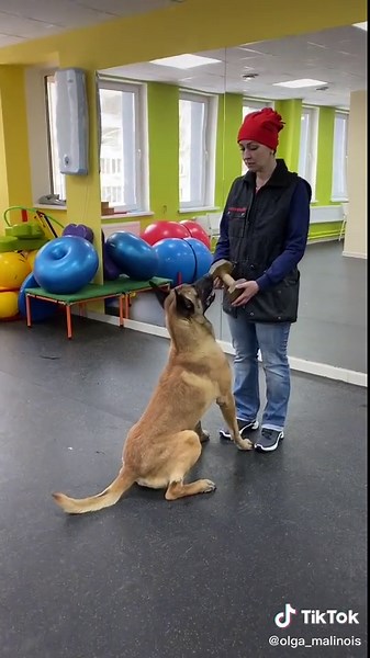 Exciting Training Activities for a German Shepherd Dog