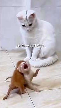 Master Cat & Apprentice Cat