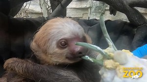 96K views · 4.9K reactions | Happy Birthday to Raisin the two-toed...