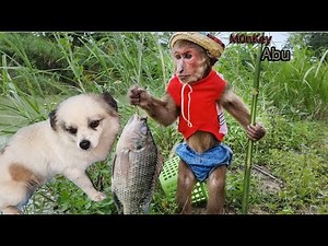 Funny Monkey Abu Moments Compilation Best