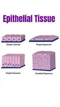Epithelial tissue: The protective shield of the body! 🛡️✨
