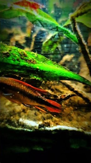 Apistogramma Cacatuoides Double Red