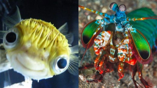 Incredible and Unique Creatures You Won’t Believe Exist