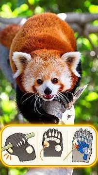 Red Panda Day 2026