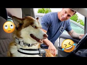 You Can’t Stop Laughing At These Dogs 🤣 FUNNIEST DOGS Video 2026 #89