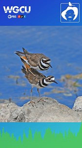 Killdeer are common plovers seen in open areas of neighborhoods,...